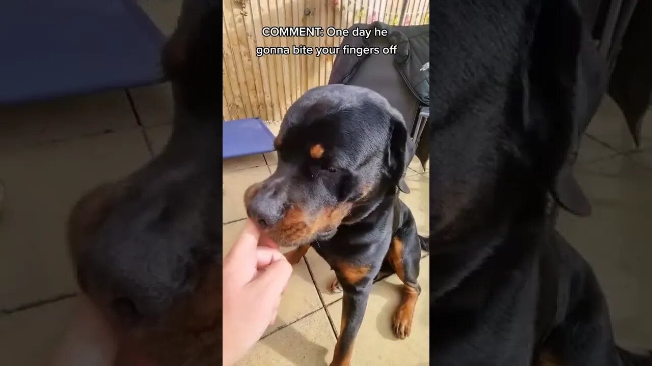 Will My Rottweiler Bite Me If I Get To Close 🤔 #shorts #rottweiler #dogs