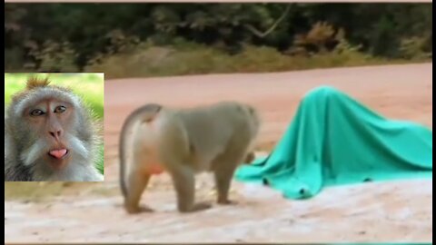 🐒🐒 Imagine monkey funny 🤣🤣