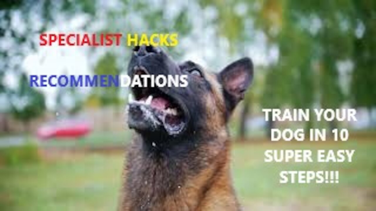 TOP 10 Essential Commands To Train Your Dog