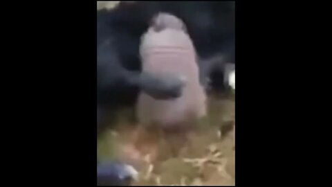 When the armadillo becomes a predator #shorts