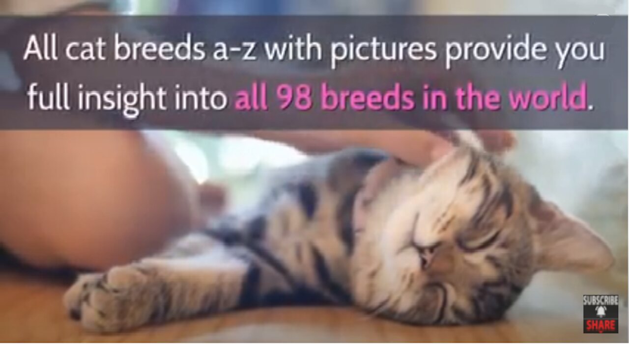 All 98 Cat Breeds around the world from A-Z With Pictures!