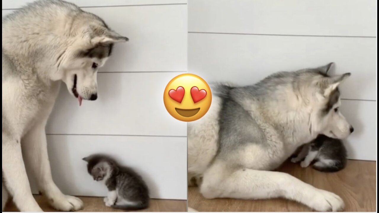 Cute moment of Dog & Cat