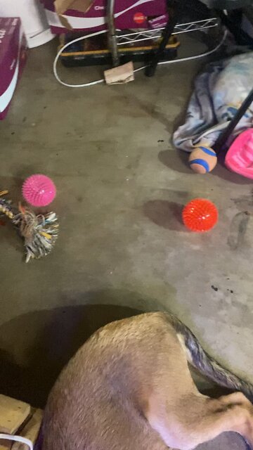 German Shredder Melenator