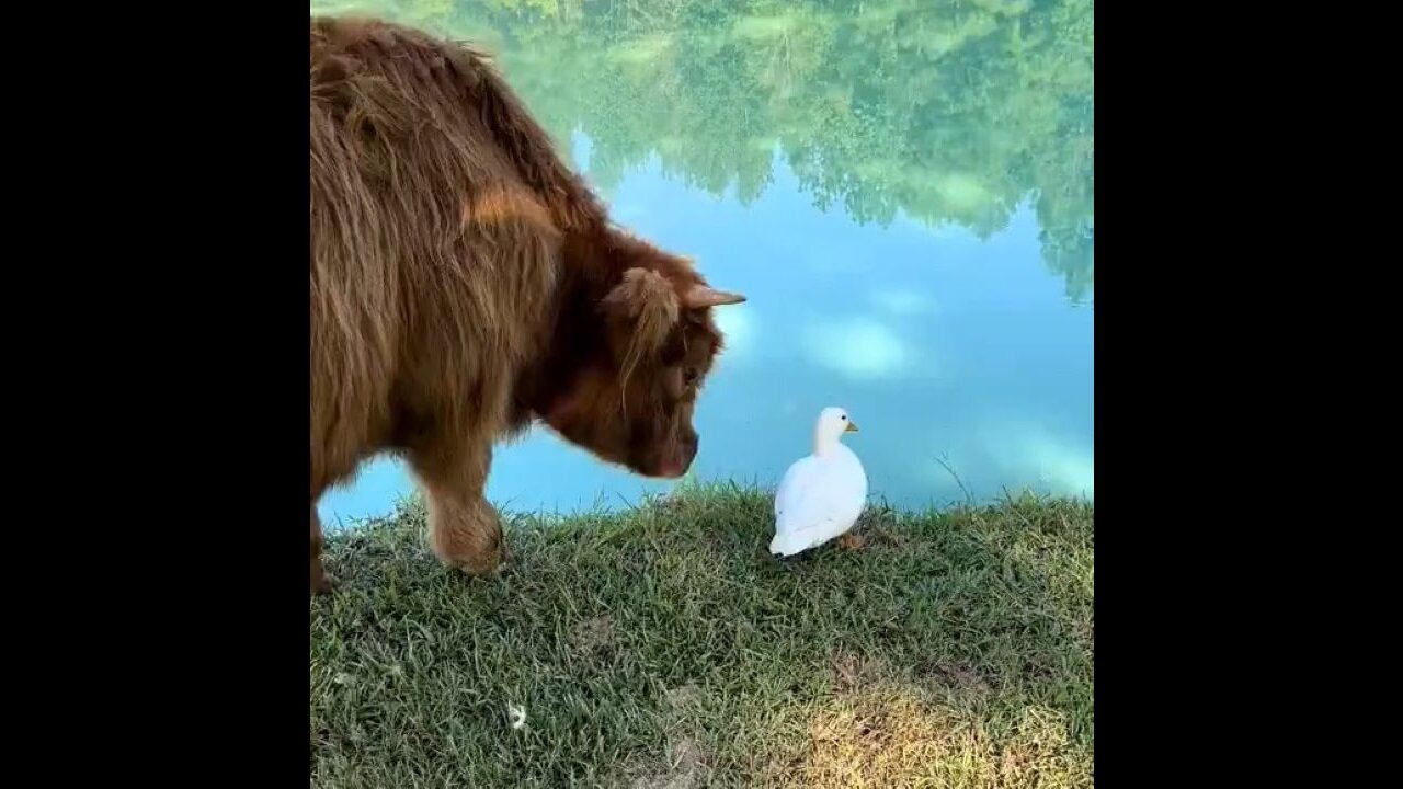 Oh To Be A Duck Swimming In A Pond With Cows