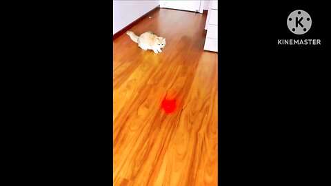 funny cat video
