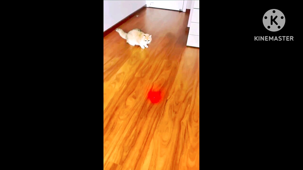 funny cat video