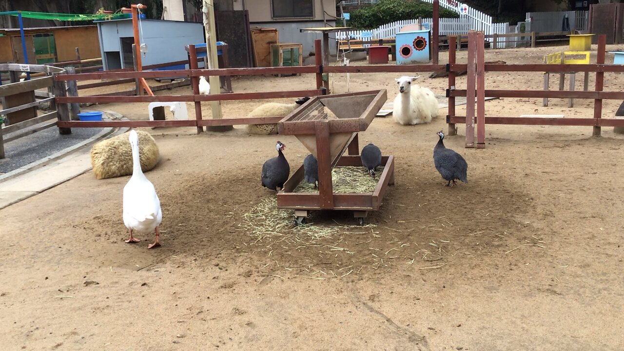 upload test (Ducks @Kobe Oji Zoo)