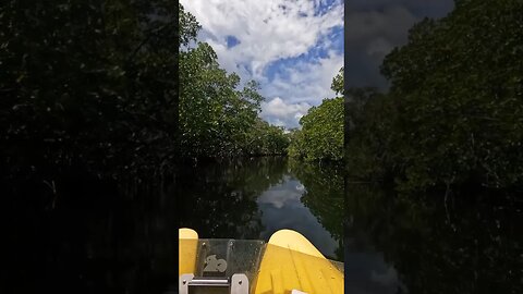 🏝️This is the Best way to Explore the Mangrove Forests of The Keys 🏝️ #thekeylargodude #travel