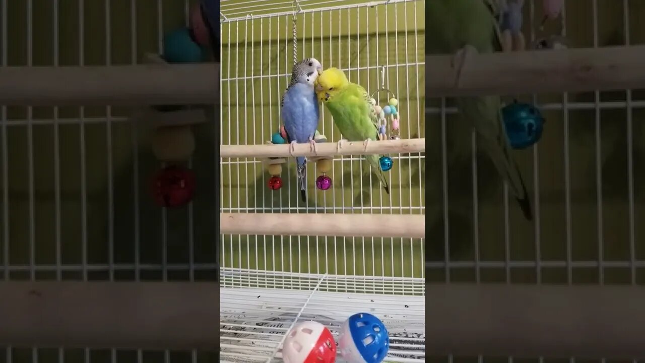 OMG My Budgies Are Too Cute! 😍🤩 #shorts #youtubeshorts #funny #animallover #budgies #birds