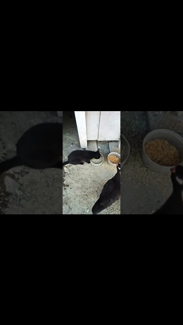 Good morning Rhiannon Rusty and Black Cat