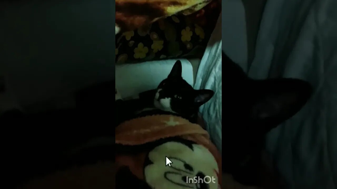 Gato Bartolomeu Tunico deseja uma excelente semana para você 😸😽