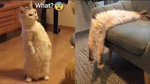 Best Funny Cat Videos That Will Make You Laugh All Day Long 😂😹