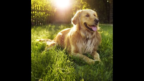 How Boursnic Dog shock is used for 2 dogs