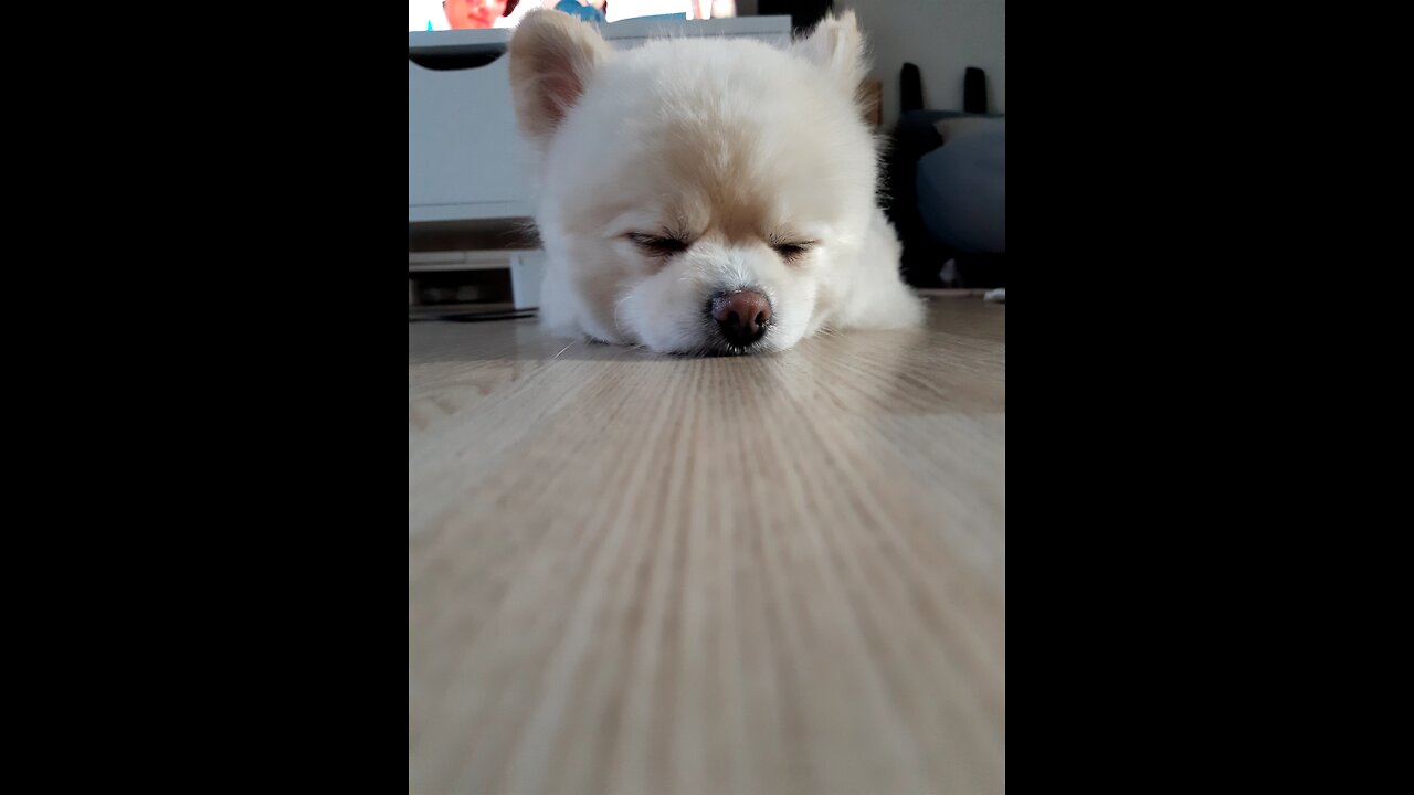 Dog tired after a walk Pomeranian Part 2