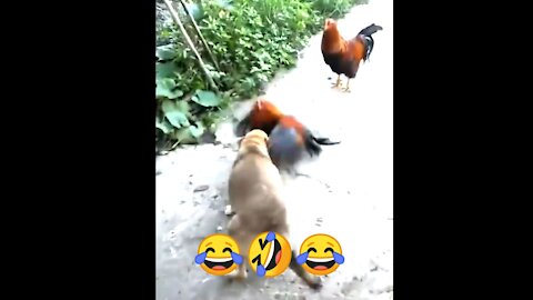 how to dog vs chicken funny video😂🤣😂