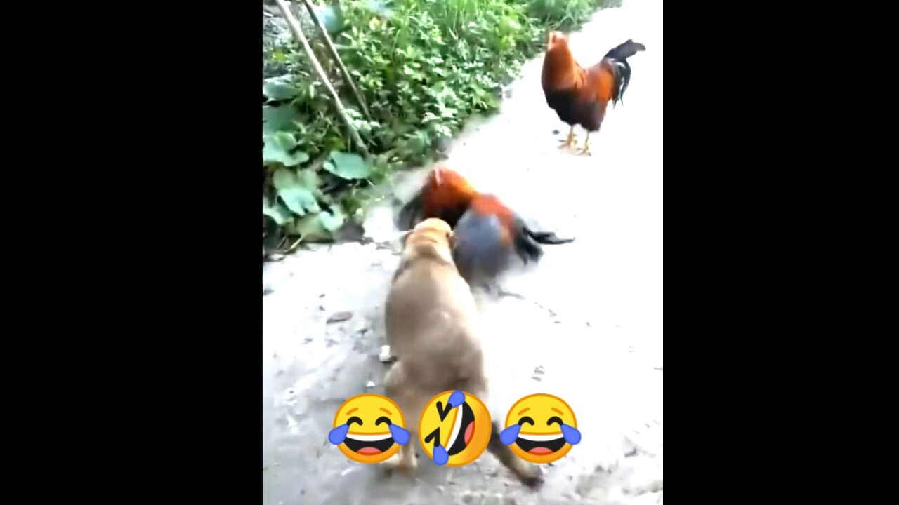 how to dog vs chicken funny video😂🤣😂