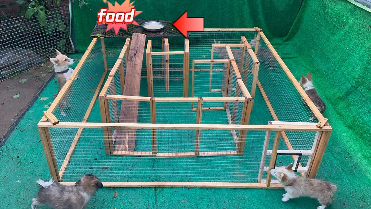 Corgi Dog Maze Seeks Food