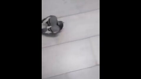 Friendly Bird 😂