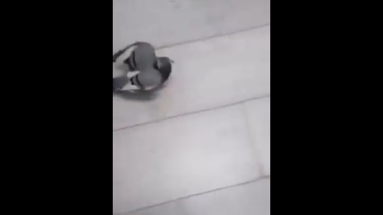 Friendly Bird 😂