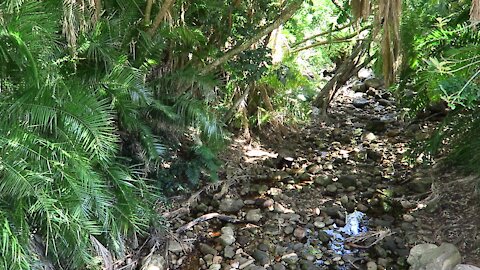 SOUTH AFRICA - Cape Town - Kirstenbosch National Botanical Garden (Video) (vtQ)