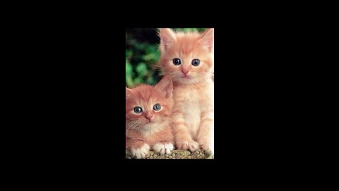 Kitten Cute Cat Video Compilation 2023 | Smart Cat | Funny Kitten Video