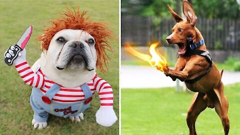 FUNNY DOG VIDEOS TO START YOUR NEW DAY!🤣🤣🤣 The FUNNIEST DOGS compilation