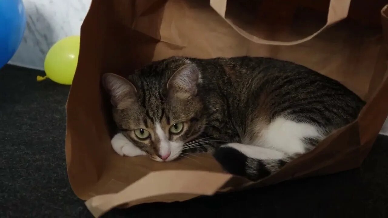 Funny Cat Loves to Sit in a Paper Bag