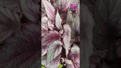 🌱 Beautiful Houseplant 🍃 Leaves 🪴 Metalic Zebrina Scales 🙌🏼 #ninjaorchids #houseplants #shorts