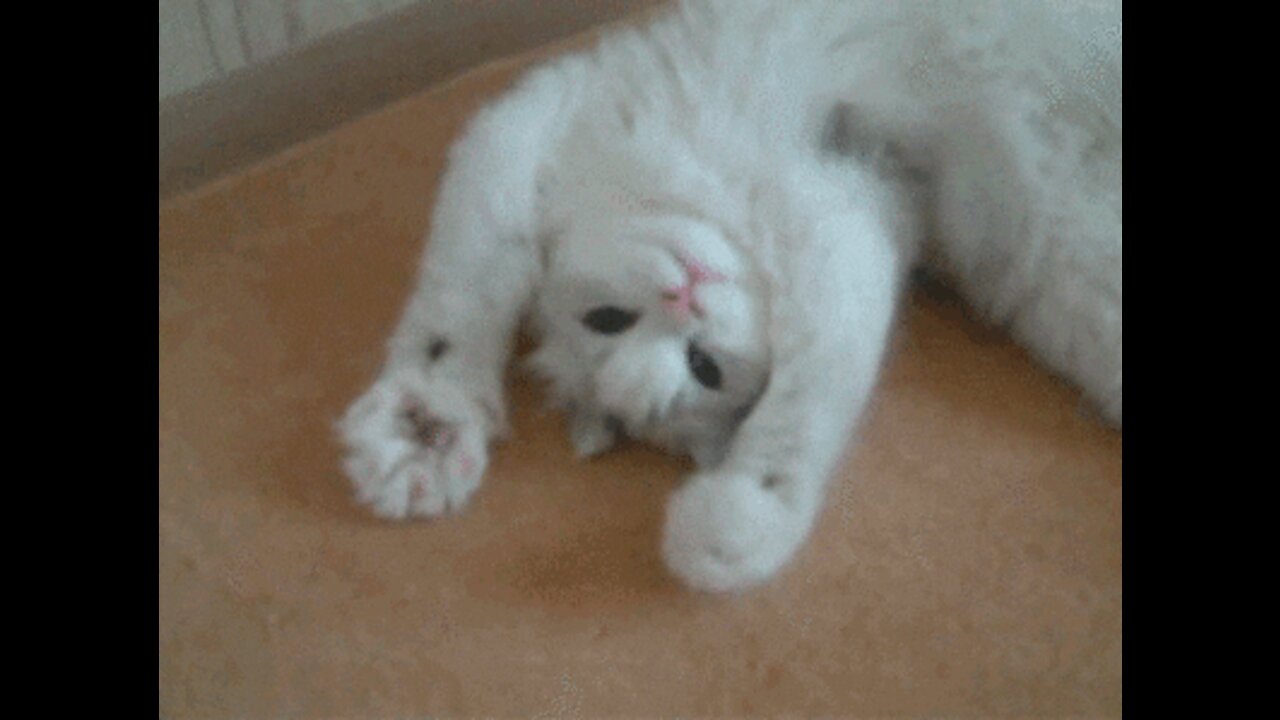 Dancing Cat