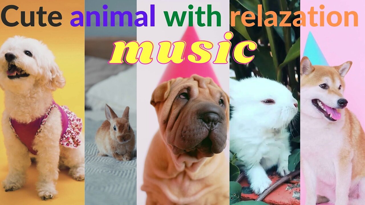 Cute animal with relazation music trip to home relaxing No 1