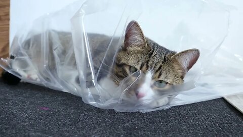 The Cat and His Package