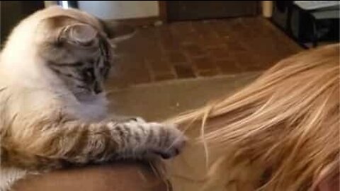 Gata aprende a escovar o cabelo da dona