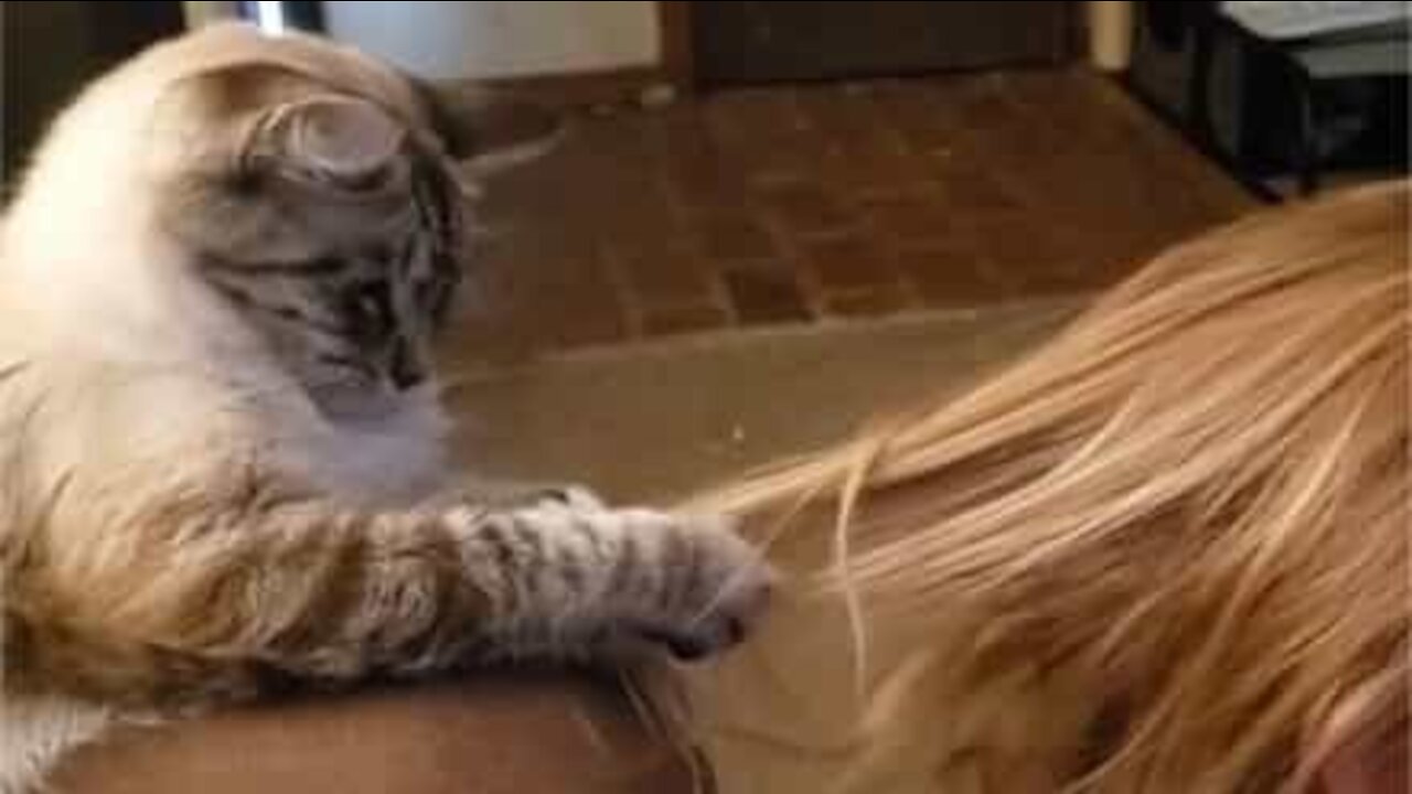 Gata aprende a escovar o cabelo da dona