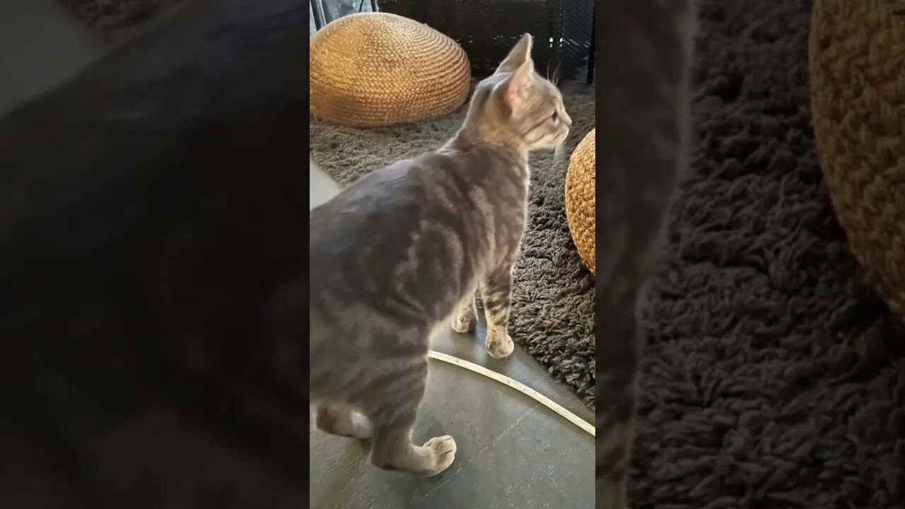 Update on my Hurricane Kitty 🌀 🐱 #shorts #hurricaneian #animals