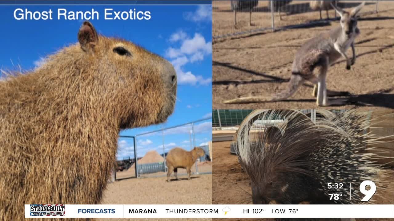 Ghost Ranch Exotics missing multiple animals after Monsoon activity