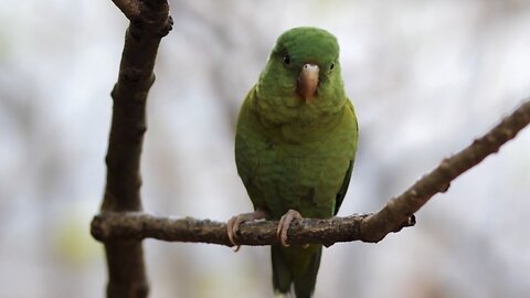 "Parrots: Masters of Mimicry and Beauty"