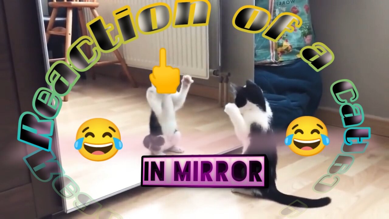 Reaction of a cat in mirror😂😂