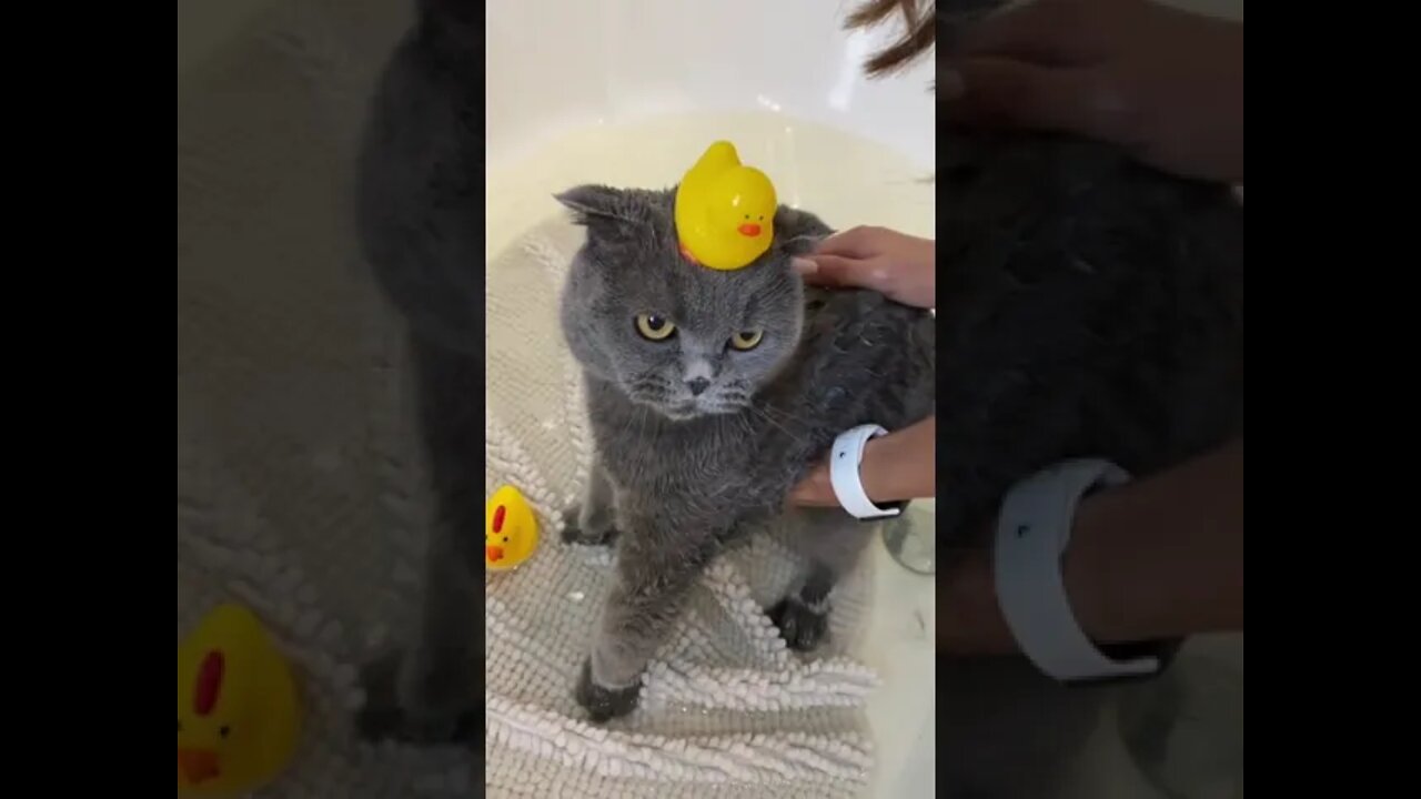 #shorts Смешные Коты Из Тик Тока 57 Funny Cats From Tiktok