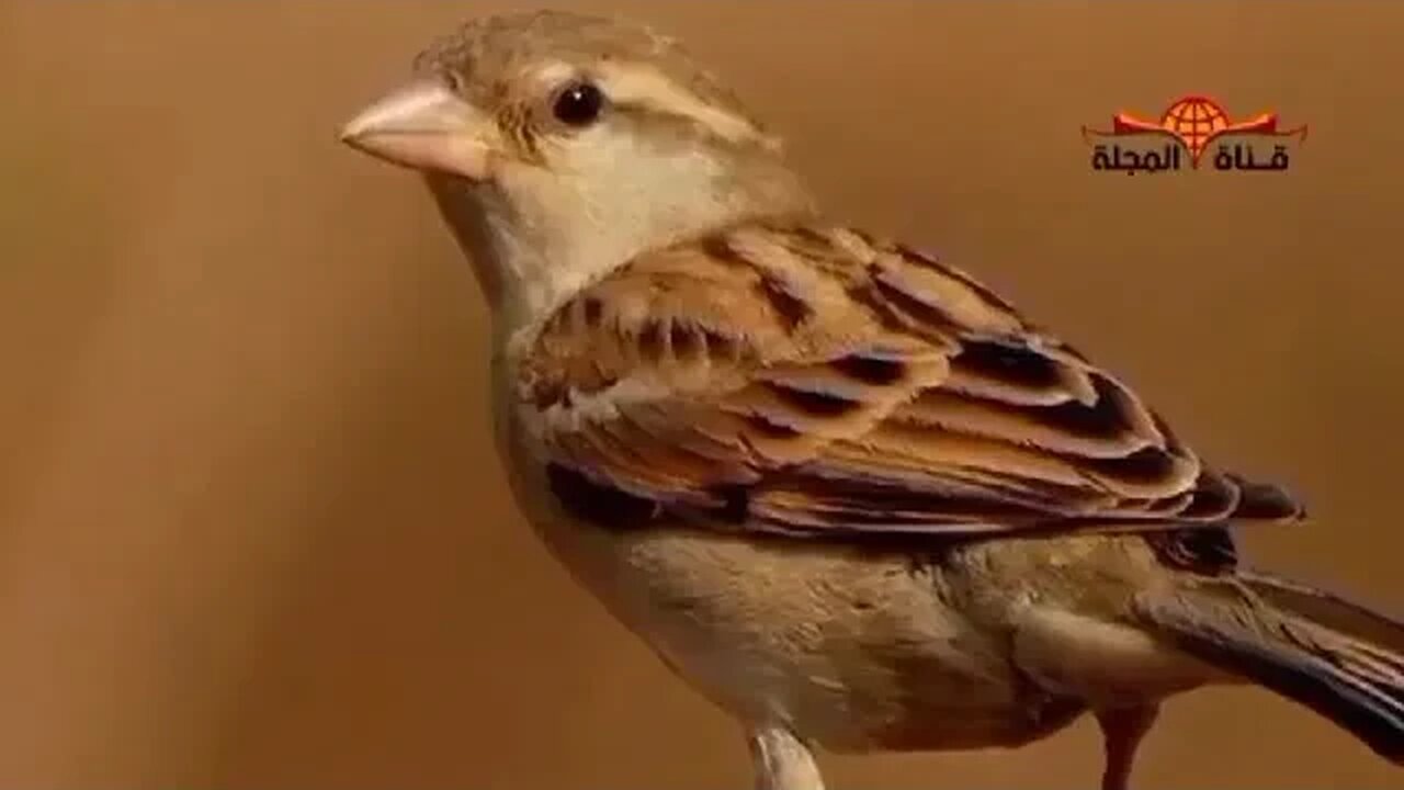 ابن العصفور .. حقيقة وليست خيال .. 🤗 قناة المجلة : https://youtube.com/@AlmajlaTV