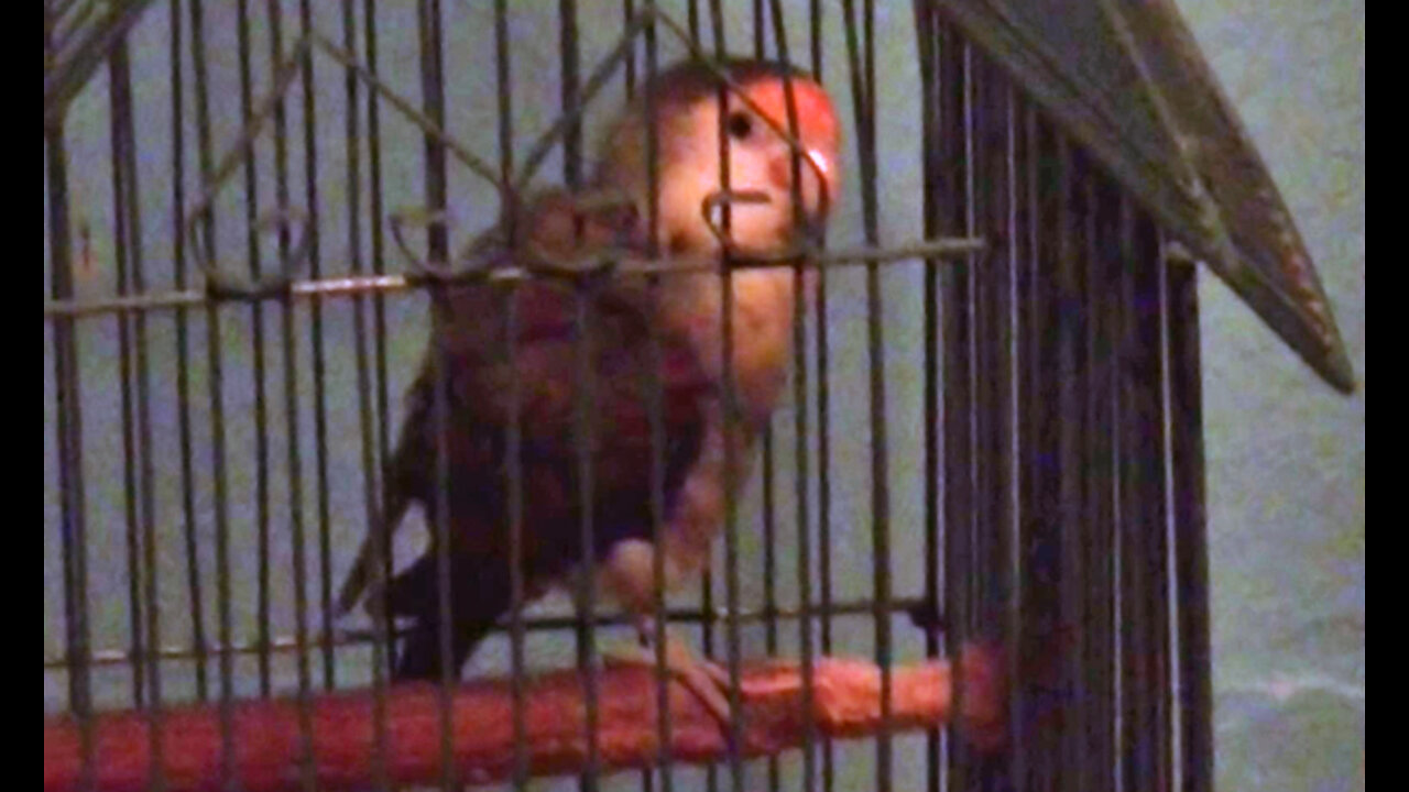 IECV PBV #48 | 👀 Buttercup Chewing The Oak Perch And Grooming 🐤10-25-2015