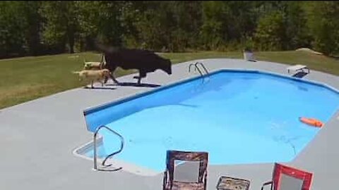 Vaca em fuga cai dentro de piscina!