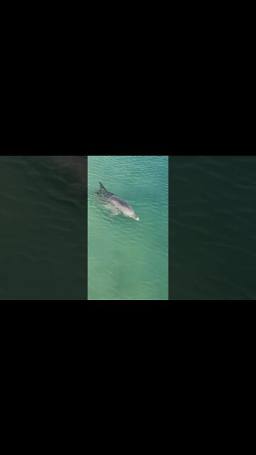 #animals Subscribe for more