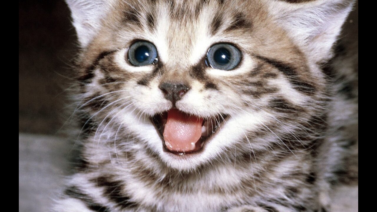 Funny and Cute Cats in True Form