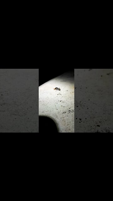 oop #shorts #funny #videos