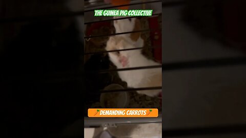 🥕Demanding Carrots🥕 The Guinea Pig Collective #guineapigshorts #guineapigs #guineapigseating