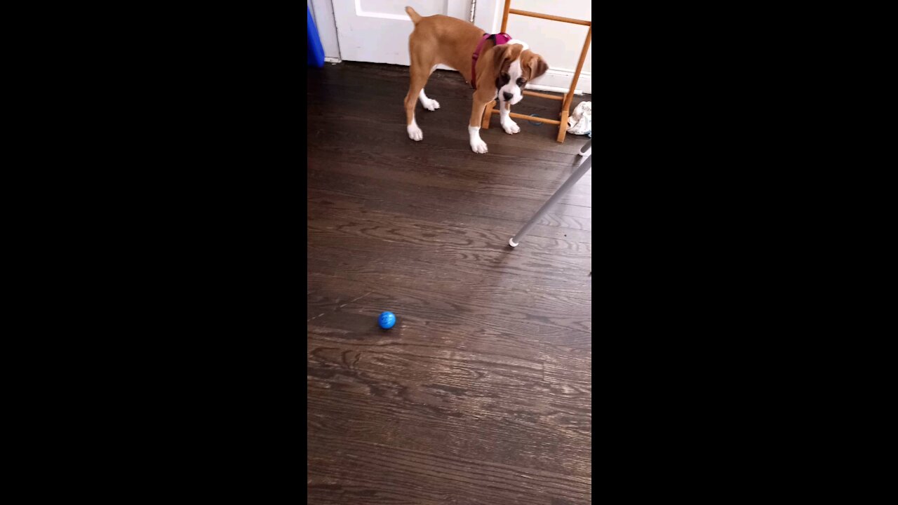 Penny, What's up with that ball?