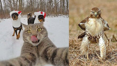 Best_Funny_Animal_Videos_of_the_year__2023_2024_