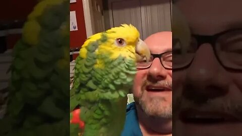 Bravo! 👏🦜🎶