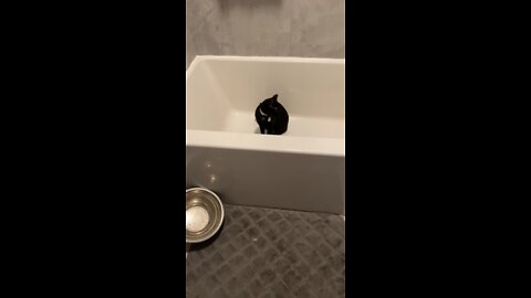 Spinny Kitty