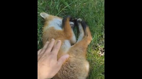 PETTING a Sleeping WILD FOX!!